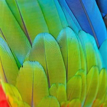 Greenwinged Macaw feathers Stock Photos