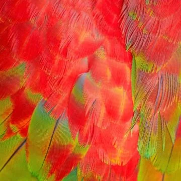 Greenwinged Macaw feathers Stock Photos