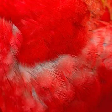 Greenwinged Macaw feathers Stock Photos