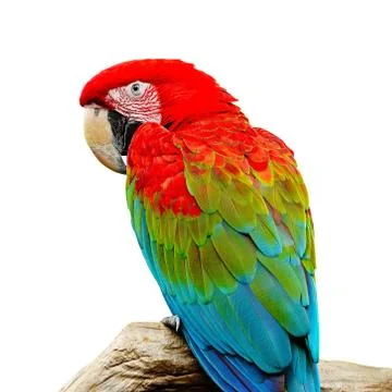 Greenwinged macaw Stock Photos