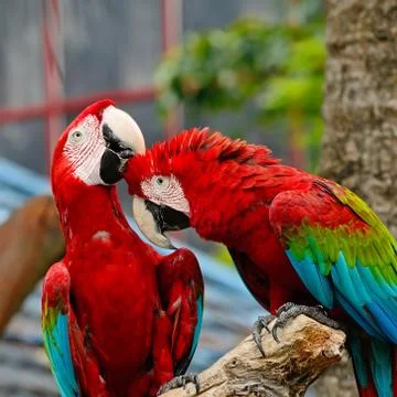 Greenwinged macaw Stock Photos