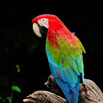 Greenwinged macaw Stock Photos