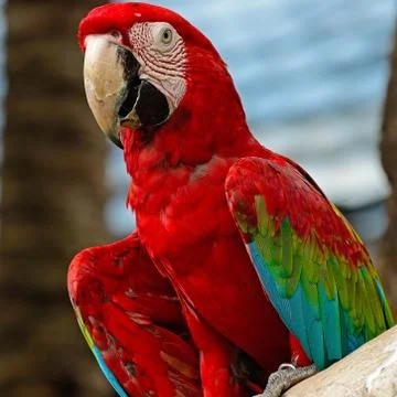Greenwinged macaw Stock Photos