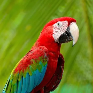 Greenwinged macaw Stock Photos