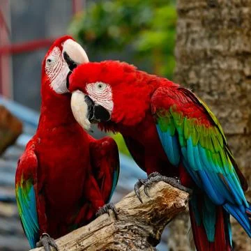 Greenwinged macaw Stock Photos