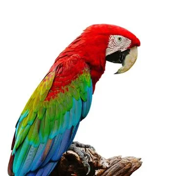 Greenwinged macaw Stock Photos