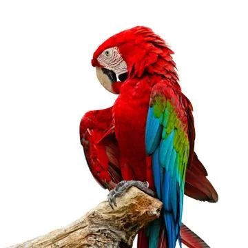 Greenwinged macaw Stock Photos