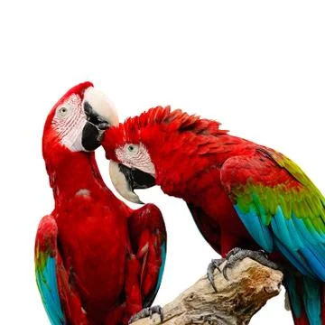 Greenwinged macaw Stock-Fotos