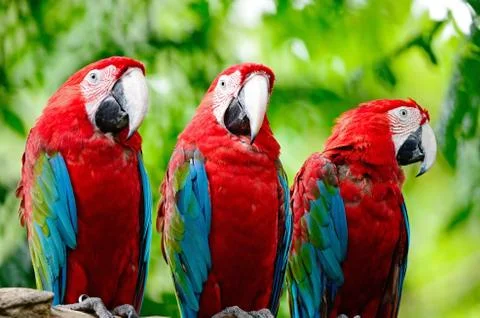 Greenwinged macaw Stock Photos