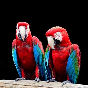 Greenwinged macaw Stock Photos