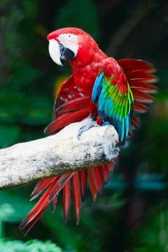 Greenwinged Macaw Stock Photos