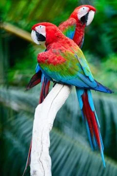 Greenwinged Macaw Stock Photos