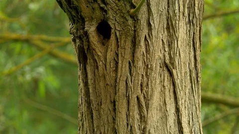 Greenwood pecker Picus viridis 94S female arrives at nest hole 스톡 동영상 120345853