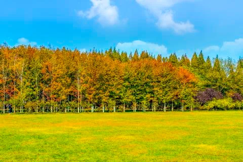 Greenwood Stock Photos