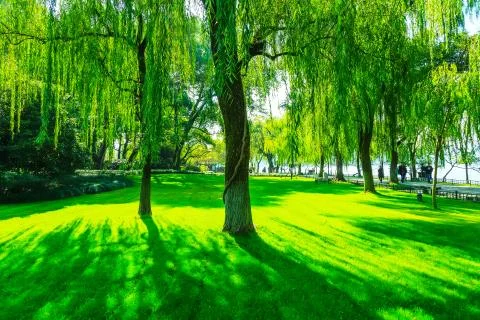 Greenwood Stock Photos