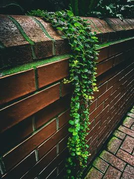 Greeny on Brick Wall Stock Photos