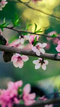 Greet flower Stock Photos