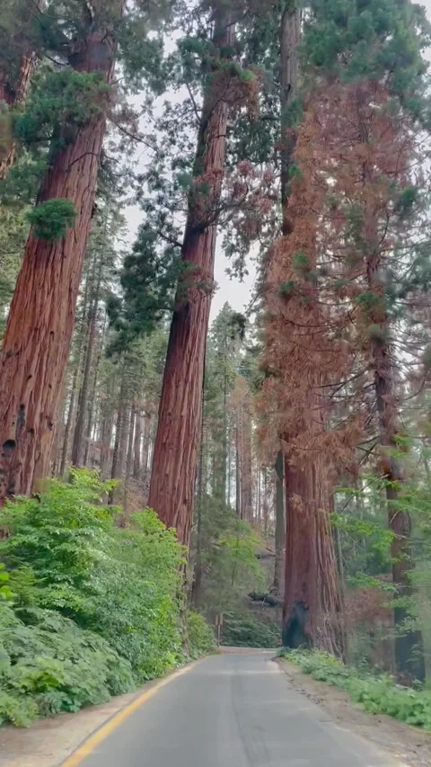 Greeted by the Four Guardsmen on Generals Highway Video stock 218044688