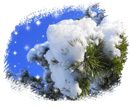 Greeting card design. Close up pine tree branch covered with snow. Stock Photos