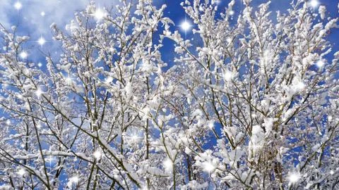 Greeting card design. Close up tree branches covered with snow. Stock Photos