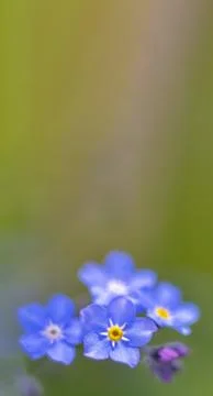 Greeting card with forget-me-nots. Close-up of blue and pink Myosotis flowe.. Stock Photos