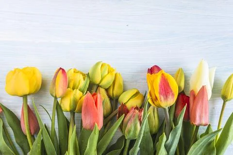 Greeting card with fresh yellow and red tulips with water drops on blue pai.. Stock Photos