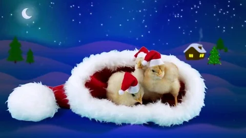 Greeting card with symbol of 2017, three funny young roosters in red hats Stock Footage 69126675