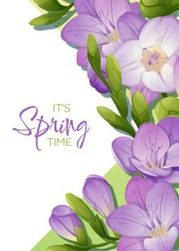 Greeting card template with spring flowers. Banner, poster with purple freesi Stock Illustration