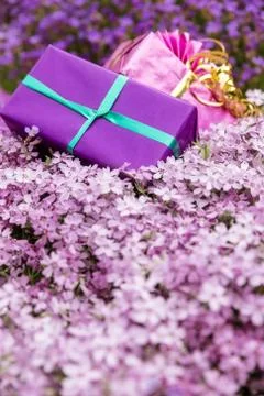 Greeting card two presents with a lot of violet flowers 库存照片