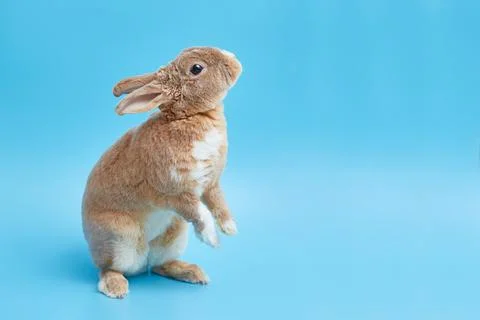 Greeting Easter card with cute bunny and space for text or product. Decorative Stock Photos