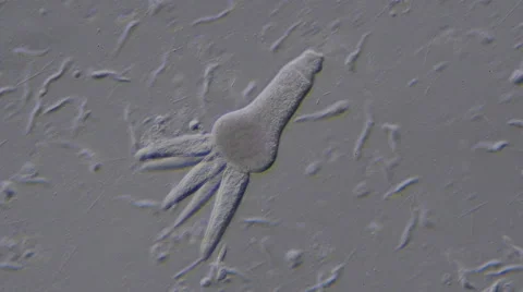 Gregarine (Apicomplexan protozoa) Stock Footage 64826733