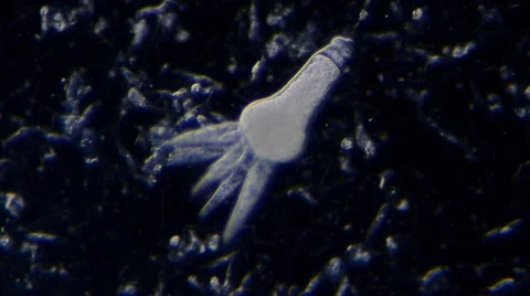 Gregarine (Apicomplexan protozoa) Stock Footage 64826743