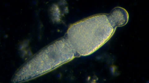Gregarine (Apicomplexan protozoa) Stock Footage 64826970