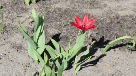 Greig tulips Stock Footage 75862020