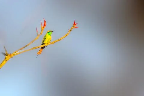 Gren bee eater perched on branch 스톡 사진