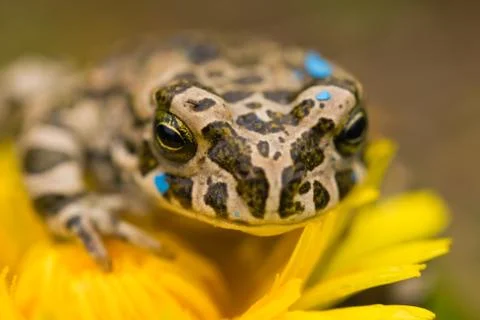 Gren frog on the flower Stock Photos
