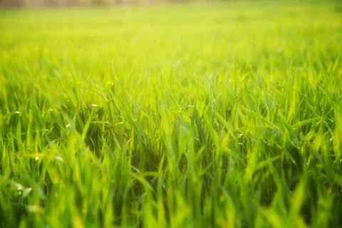 Gren gras Stock Photos