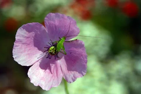 Gren guest Stock Photos