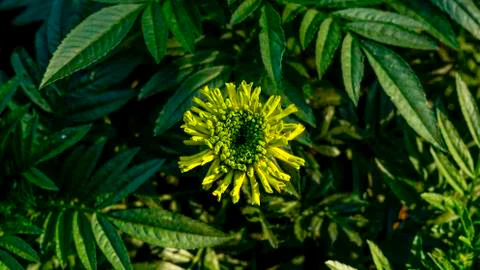 Gren Lead Flower Stock Photos