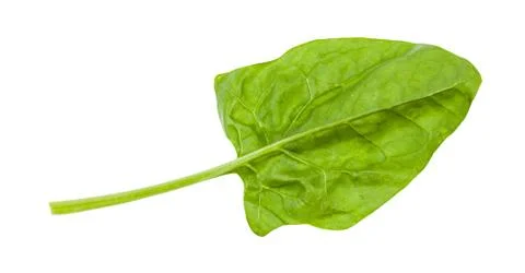 Gren leaf of spinach herb isolated on white Stock Photos