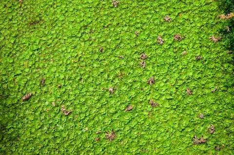 Gren natural texture Stockfoto's