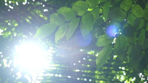 Gren tree leaf with sun light in forest Stock Footage 118077051