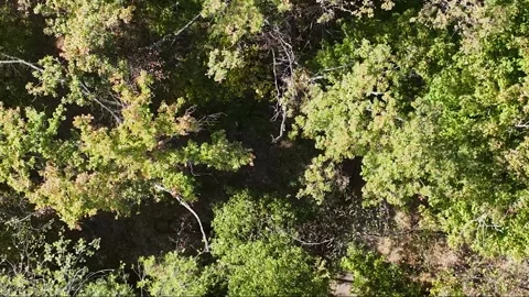 The grenade flies out of a combat drone and flies down into the forest to hit Stock Footage 318575782