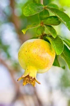 Grenade fruit on the tree lit Stock Photos