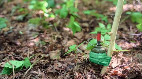 Grenade with a tripwire. Stretched wire of enemy trap in forest Stock Photos