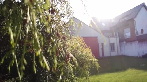 Grenery Stock Footage 194038460