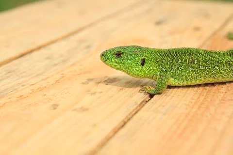 Grenn Lizard Stockfoto's