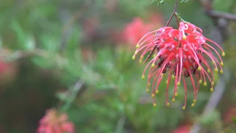 Grevillea, Australian native tree and flower, focus pull Stock Footage 91576604