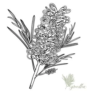 Grevillea hand drawn Vector Stock Illustration