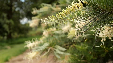 Grevillea Ivory Whip Pull Focus Stockbeeldmateriaal 169130585